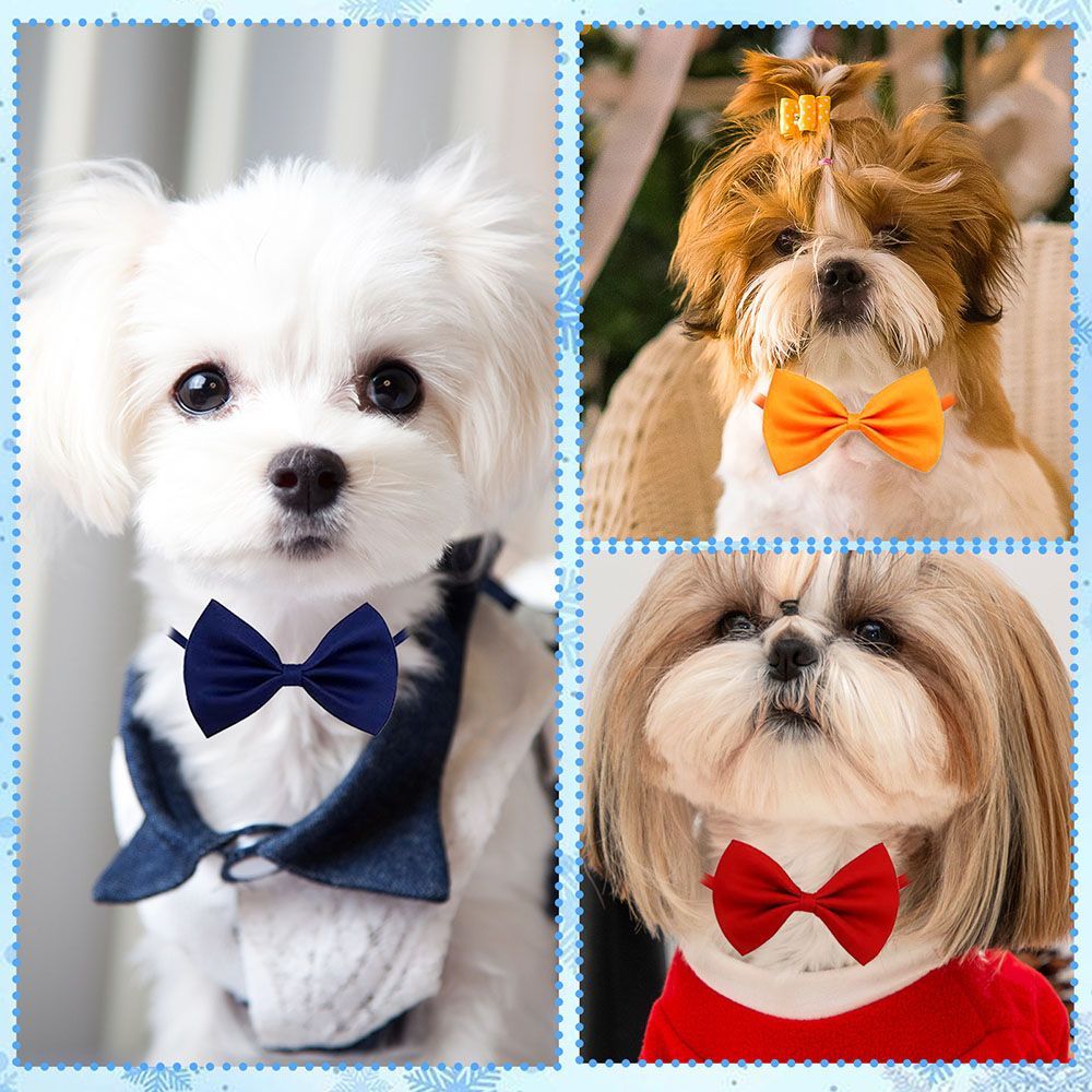 Colliers ajustables pour chien - Pet Supplies In Bulk avis et prix