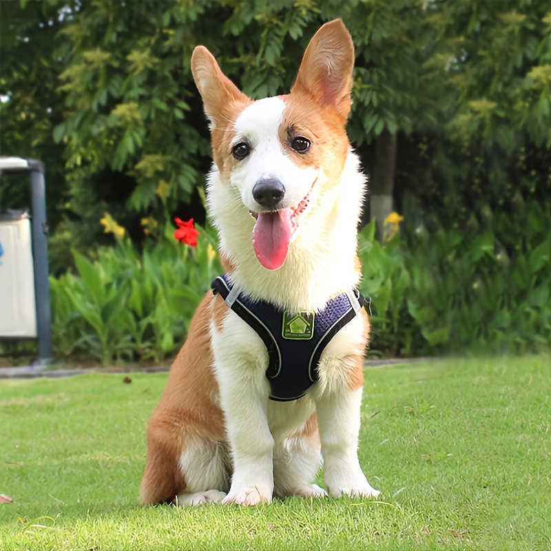 Ensemble harnais et laisse réf - No Pull Dog Harness avis et prix