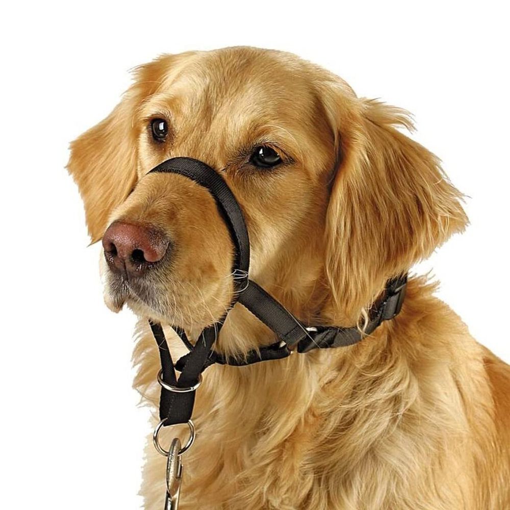 Laisse d'entraînement en nylon - No Pull Dog Harness avis et prix